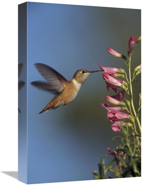 Global Gallery GCS-396300-1218-142 12 x 18 in. Rufous Hummingbird Feed