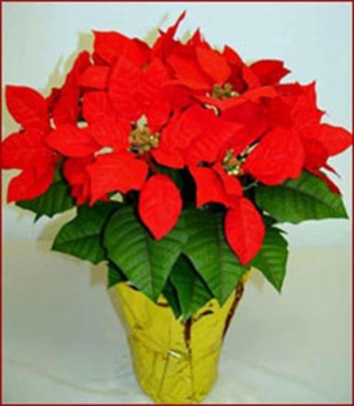 Creative Displays 1881 18 in. Tall Silk Poinsettia Plant in an 8 in. P