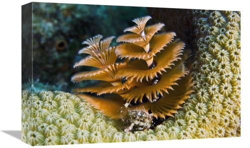 Global Gallery GCS-397893-1218-142 12 x 18 in. Christmas Tree Worm Fil