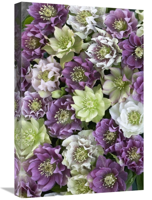 Global Gallery GCS-398330-1624-142 16 x 24 in. Hellebore Flowers Art P