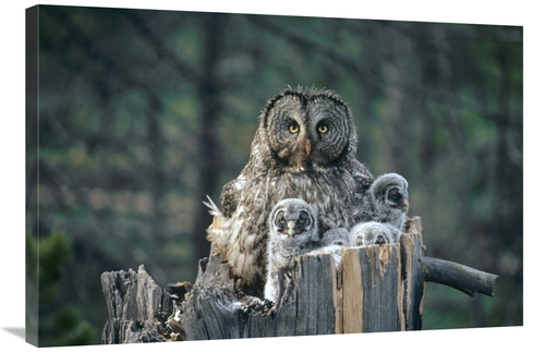 Global Gallery GCS-451847-2436-142 24 x 36 in. Great Gray Owl with Owl