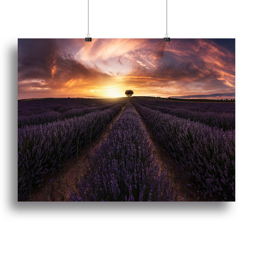 Lavender Sunset Canvas Print or Poster