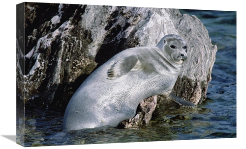 Global Gallery GCS-452492-1624-142 16 x 24 in. Baikal Seal, Lake B