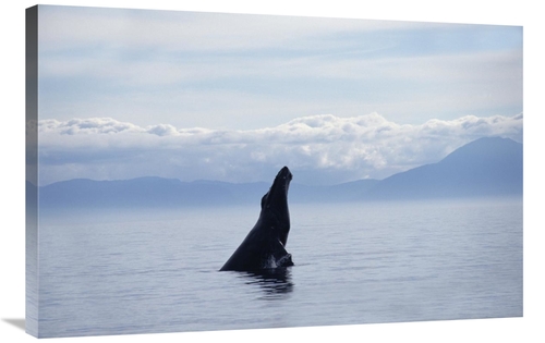 Global Gallery GCS-450990-2436-142 24 x 36 in. Humpback Whale Breachin