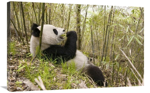 Global Gallery GCS-395893-2436-142 24 x 36 in. Xiang Xiang Eating Bamb