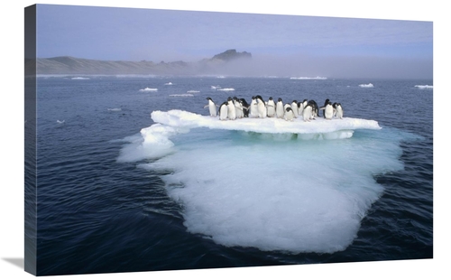 Global Gallery GCS-395661-2030-142 20 x 30 in. Adelie Penguin Group Cr