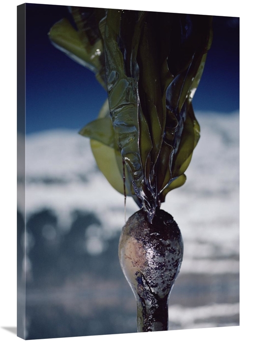 Global Gallery GCS-450641-2436-142 24 x 36 in. Close-Up of Oil-Covered