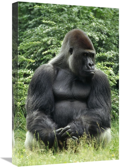 Global Gallery GCS-452385-1624-142 16 x 24 in. Western Lowland Gorilla