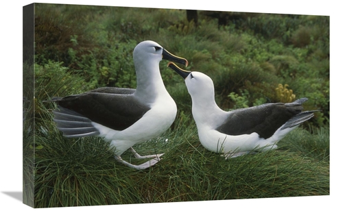 Global Gallery GCS-451791-1624-142 16 x 24 in. Yellow-Nosed Albatross 