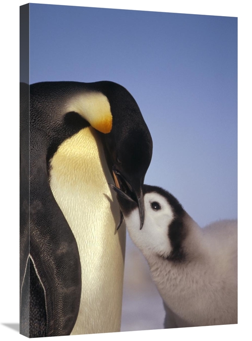 Global Gallery GCS-451124-2030-142 20 x 30 in. Emperor Penguin Parent 
