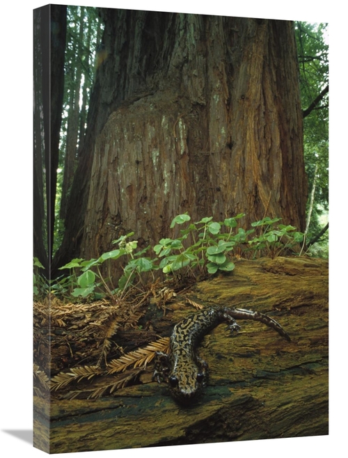 Global Gallery GCS-450722-1624-142 16 x 24 in. Pacific Giant Salamande