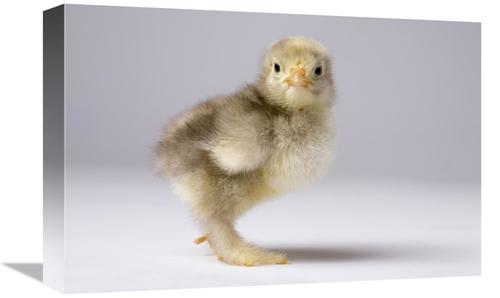 Global Gallery GCS-395716-1218-142 12 x 18 in. Domestic Chicken, B