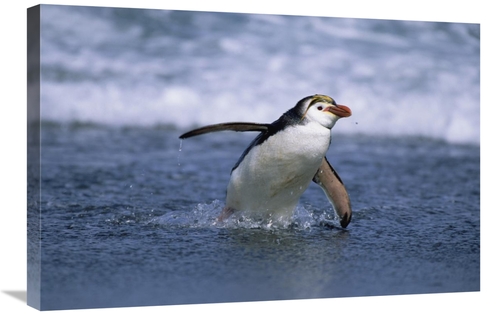 Global Gallery GCS-452446-2030-142 20 x 30 in. Royal Penguin Coming As