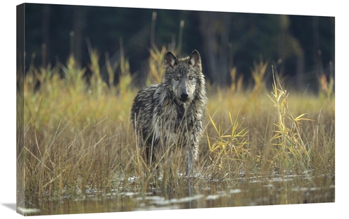 Global Gallery GCS-451960-2436-142 24 x 36 in. Timber Wolf Pauses Whil