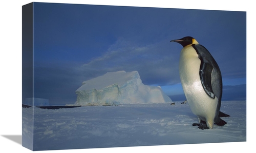 Global Gallery GCS-451731-1218-142 12 x 18 in. Emperor Penguin on Sea 
