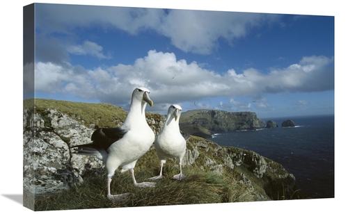 Global Gallery GCS-451608-1624-142 16 x 24 in. White-Capped Albatross 