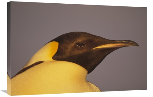 Global Gallery GCS-451072-2436-142 24 x 36 in. Emperor Penguin Portrai