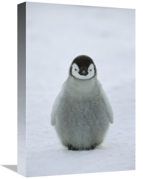 Global Gallery GCS-452415-1218-142 12 x 18 in. Emperor Penguin Chick P