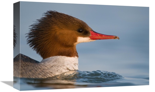 Global Gallery GCS-397368-1218-142 12 x 18 in. Common Merganser Female