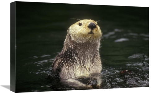 Global Gallery GCS-452796-1624-142 16 x 24 in. Sea Otter Portrait,