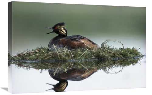 Global Gallery GCS-395928-2030-142 20 x 30 in. Black-Necked Grebe Call