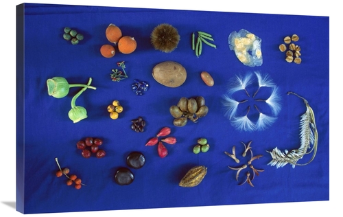 Global Gallery GCS-398538-2436-142 24 x 36 in. Seed Diversity, Bar