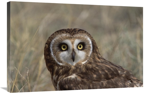 Global Gallery GCS-452352-2436-142 24 x 36 in. Short-Eared Owl Portrai