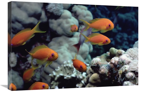 Global Gallery GCS-450613-2030-142 20 x 30 in. Anthias Near Sinai,