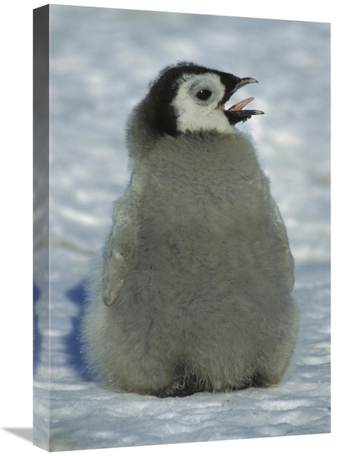 Global Gallery GCS-451736-1624-142 16 x 24 in. Emperor Penguin Young C
