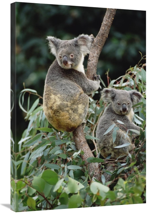 Global Gallery GCS-452879-2436-142 24 x 36 in. Koala Males, Easter