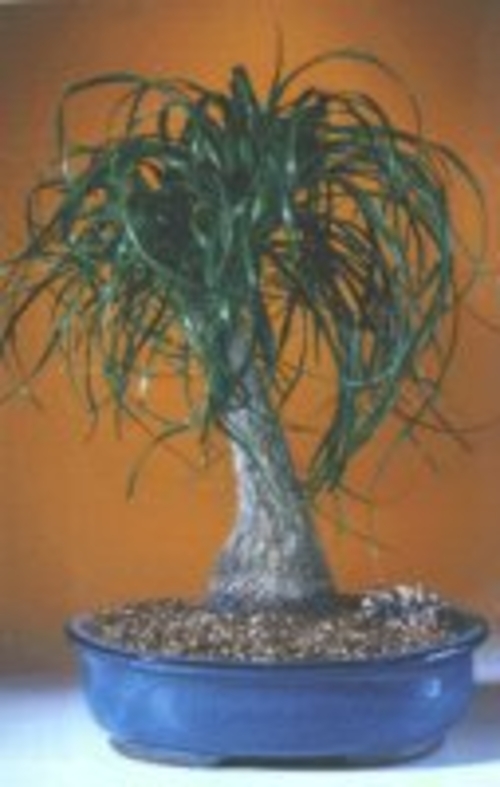 Ponytail Palm- Extra Large (Beaucamea Recurvata)