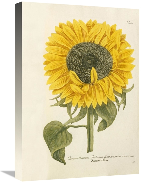 Global Gallery GCS-267567-22-142 22 in. Sun Flower Art Print - Johann 