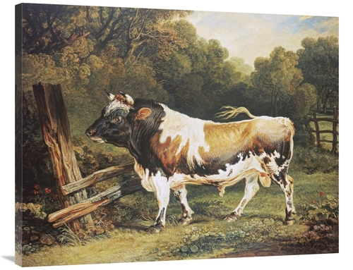 Global Gallery GCS-267550-40-142 40 in. A Bull of the Alderney Breed A