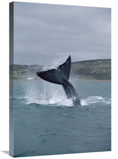 Global Gallery GCS-450653-2030-142 20 x 30 in. Southern Right Whale Ta