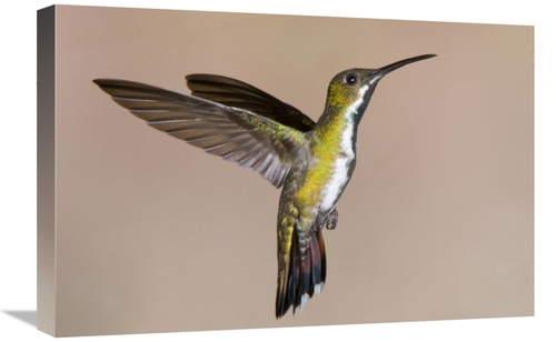 Global Gallery GCS-397361-1624-142 16 x 24 in. Veraguan Mango Hummming