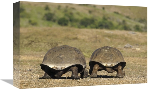 Global Gallery GCS-451375-1218-142 12 x 18 in. Galapagos Giant Tortois