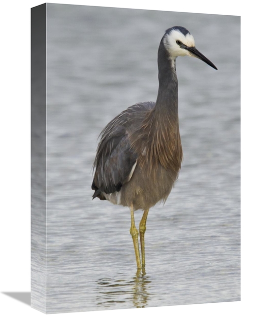 Global Gallery GCS-397487-1218-142 12 x 18 in. White-Faced Heron Wadin