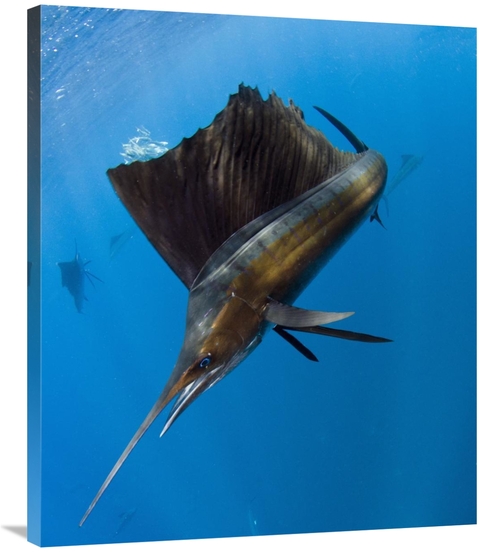 Global Gallery GCS-397924-36-142 36 in. Atlantic Sailfish Hunting Roun