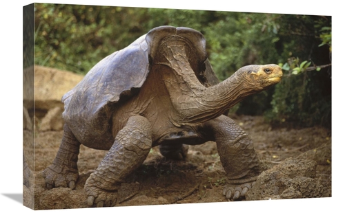 Global Gallery GCS-451229-1624-142 16 x 24 in. Saddleback Galapagos To