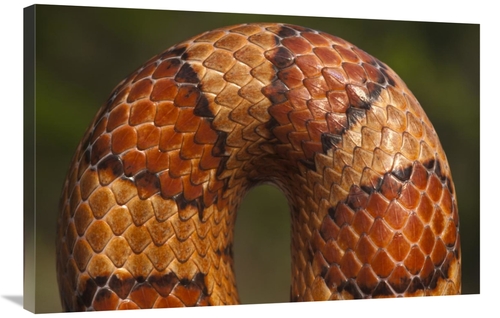 Global Gallery GCS-397935-2436-142 24 x 36 in. Cornsnake Scale Pattern