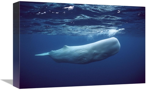 Global Gallery GCS-397725-1218-142 12 x 18 in. Sperm Whale White Morph