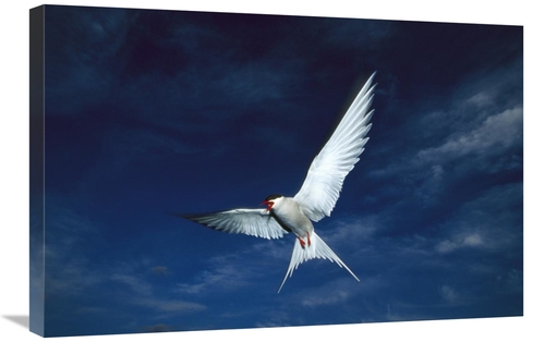 Global Gallery GCS-451914-2030-142 20 x 30 in. Arctic Tern Flying,