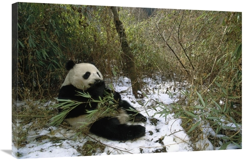 Global Gallery GCS-453117-2436-142 24 x 36 in. Giant Panda Eating Bamb