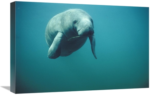 Global Gallery GCS-395648-1624-142 16 x 24 in. West Indian Manatee or 