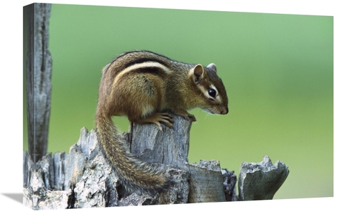 Global Gallery GCS-452558-1624-142 16 x 24 in. Eastern Chipmunk on Sna