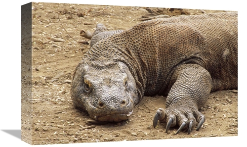 Global Gallery GCS-451183-1218-142 12 x 18 in. Komodo Dragon Male Bask