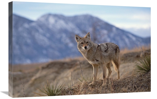 Global Gallery GCS-452297-2030-142 20 x 30 in. Coyote on Ridge Line&#4