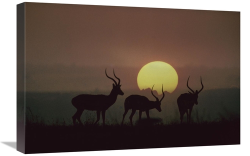 Global Gallery GCS-452187-1624-142 16 x 24 in. Impala Bucks At Sunset&