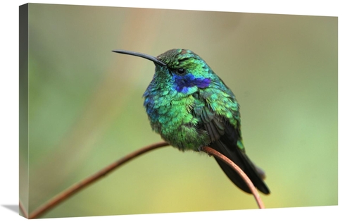 Global Gallery GCS-397647-2030-142 20 x 30 in. Green VIolet-Ear Hummin