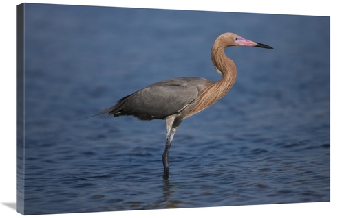 Global Gallery GCS-453334-2436-142 24 x 36 in. Reddish Egret Wading Th